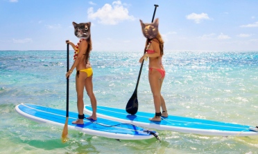 #25 Weeti Purrbot & Mouse paddle-boards